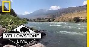 Relaxing Yellowstone River LIVE! | Yellowstone Live