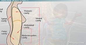 Ventral Body Cavity | Divisions, Diagram & Organs