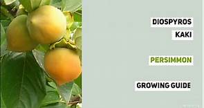 Diospyros kaki (Persimmon) Growing Guide by Gardener'sHQ