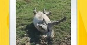 Horse Learns to 'Play Dead'