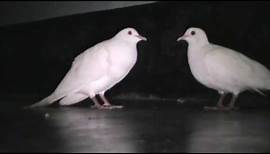 Beautiful White Doves Coo Call Sound || World Best Doves Cooing Sound