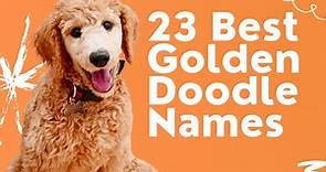 23 Best Names for Goldendoodle Puppies [Male AND Female]