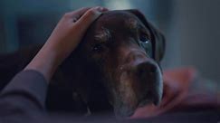 Watch: Farmer’s Dog pulls at heart strings in Super Bowl ad