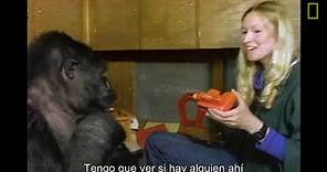 Koko utiliza el lenguaje de signos en un documental de 1981 | National Geographic en Español