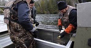 How fish hatcheries help enhance, care for Pure Michigan waters