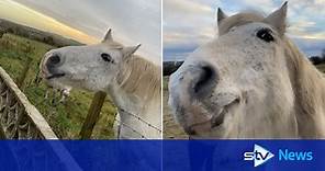 Video of horse 'playing dead' amasses nearly 17m views online