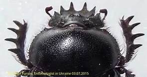 Miracle of Nature: Sacred Beetle Scarabaeus babori (Scarabaeidae, Coleoptera)