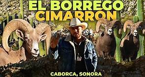 La crianza del BORREGO CIMARRÓN en Caborca, Sonora | Rancho la Candelaria