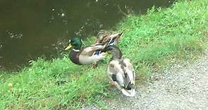 Anatidae - Ducks Invasion 6