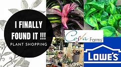 Plant Shopping with me at LOWE'S in Canada | Global Green Pothos Trending Tropicals Costa Farms