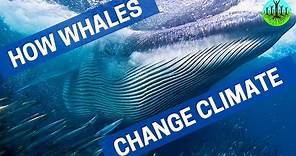 How Whales Change Climate