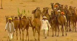 El Camellero del Desierto con 250 Camellos - Señores de los Animales