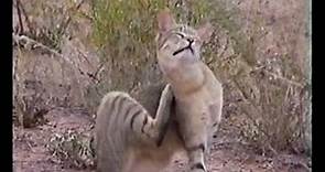 Southern African Mammals: African Wild Cat (Felis Silvestris lybica)