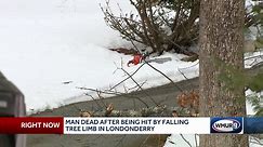 Man dead after being hit by falling tree limb in Londonderry