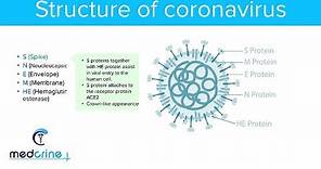 Structure Of Coronaviruses and Structural Proteins