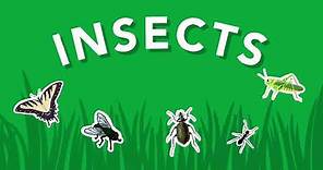 What Is an Insect? Smithsonian Video for Kids