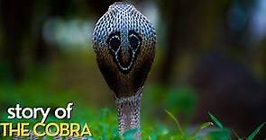 STORY OF THE COBRA | Documentary video with all details about COBRA