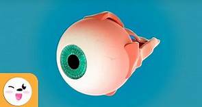 L’occhio e le sue parti – La vista – I sensi per bambini