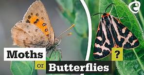What's the difference between Moths and Butterflies?