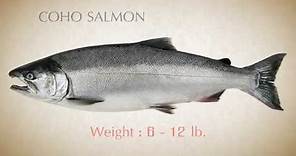 How to identify Pacific Salmon - Part 2 Beta
