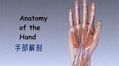 手部解剖结构讲解