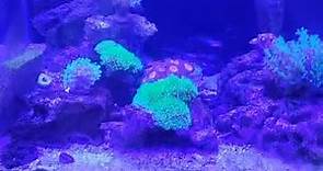 acuario nano marino 125 litros 😱😱😱Juan Fisher Nicaragua