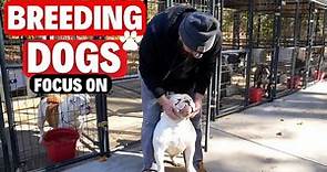 Breeding Dogs 101: Focus on this FIRST!!!! (Chris Moore)