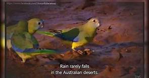 Parrot Documentary Australia Land of Parrot Parrots In Nature English Subtitles