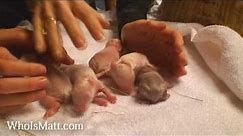 4 Day Old Baby Bunnies