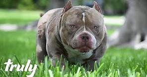 Venom, King of The Micro Bullies Fathers 250 Pups | TRULY