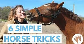 How to Teach Your Horse Tricks (6 Simple Tricks)