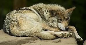 13 Facts about one of the most endangered wolves in the world