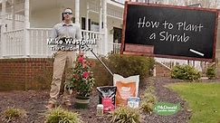 How to Plant a Shrub