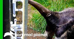 Giant Anteater Gets New Transparent Feeding Tubes To Showcase Her Tongue Skills | The Zoo