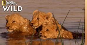 Lion Family Tries to Cross River | Birth of a Pride