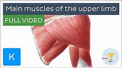 FULL VIDEO: Main muscles of the upper limb - Human Anatomy | Kenhub