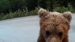 Feeding Wild Bears In Russia