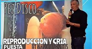 REPRODUCCION Y CRIA PEZ DISCO | Manolo Sanchis