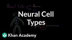 Introduction to neural cell types | Organ Systems | MCAT | Khan Academy