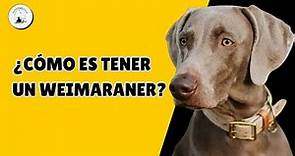 ¿Cómo es tener un Weimaraner?