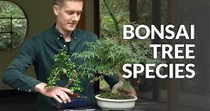 Bonsai tree species