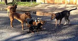 San Antonio street dogs breeding in the streets.