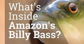 Inside the Alexa Billy Bass