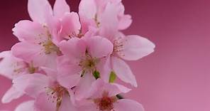 東涌櫻花 #觀景山 #機場櫻花園 HKIA Cherry Blossom Garden 4K