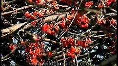 Trees of India - Flame of the Forest  / Dhak in Madhya Pradesh, India