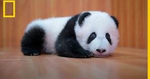 CUIDAR de ADORABLES BEBÉS Panda: Es complicado | National Geographic en Español