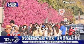 泰安派出所櫻花樹「被截枝」 遊客重遊:花較稀疏｜TVBS新聞