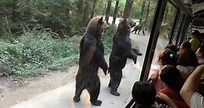 Standing Bears Entertain Tourists on Bus || ViralHog