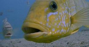 A Little Fish in Deep Water - Apple TV (UK)