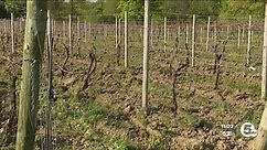 Frost causes extensive damage to some Northeast Ohio vineyards